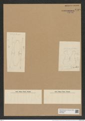 Hemiaulus ornithacephalus Grev. (de-Toni-Nr.: Genus 117, Species 3359) Zeichnungen Sammlung Grunow Nr. 6769 (NHMW-BOT-W0375601)